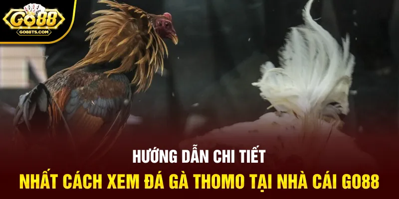 Hướng dẫn chi tiết nhất cách xem đá gà thomo tại nhà cái GO88