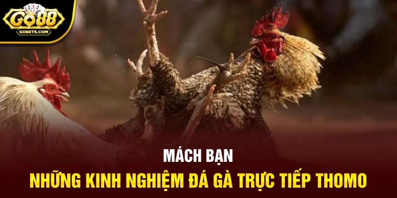 Mách bạn những kinh nghiệm đá gà trực tiếp thomo